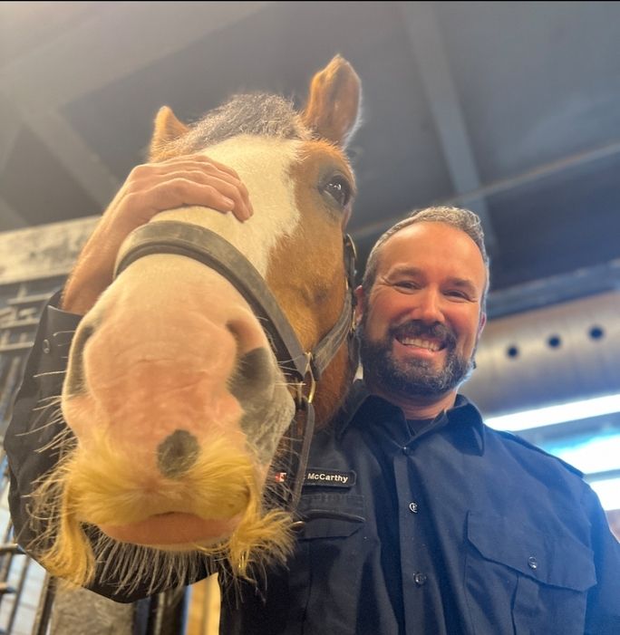 Photo of horse, its lips donning a naturally-grown moustache, looking to camera.